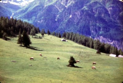 7-3_Alpine Meadow.jpg