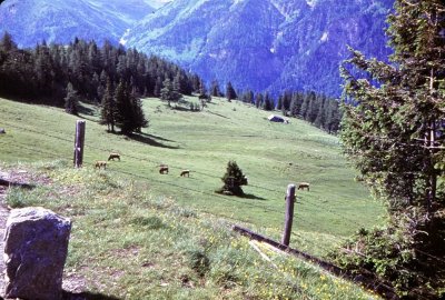 7-5_Austrian Alpine Meadow.jpg