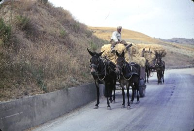 12-10_Mule Drawn Carts.jpg