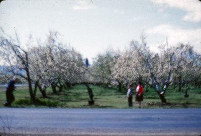 11_Apple blossoms_Spring 1960.jpg