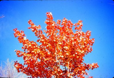 10_Fall colors_October 1971.jpg