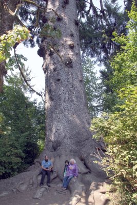 15_Worlds Largest Spruce Tree.jpg