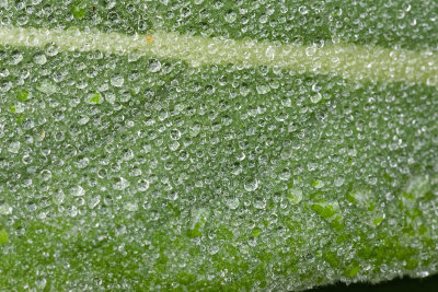 Drops_on_Leaf_IMG_2871_DxO.jpg