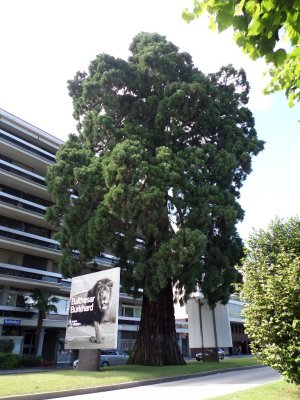 Lugano