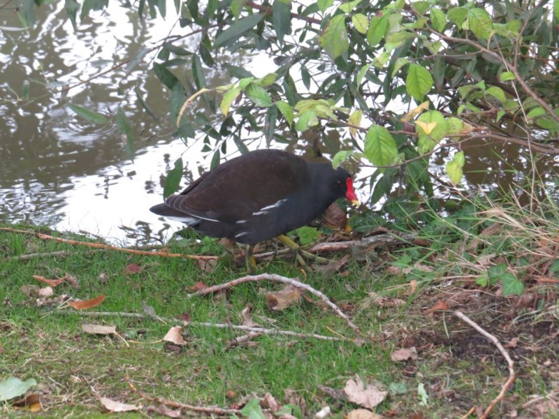 Common Moorhen