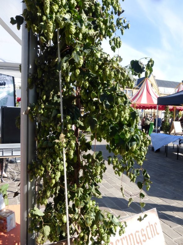 Hops