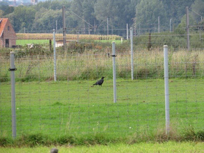 Raven