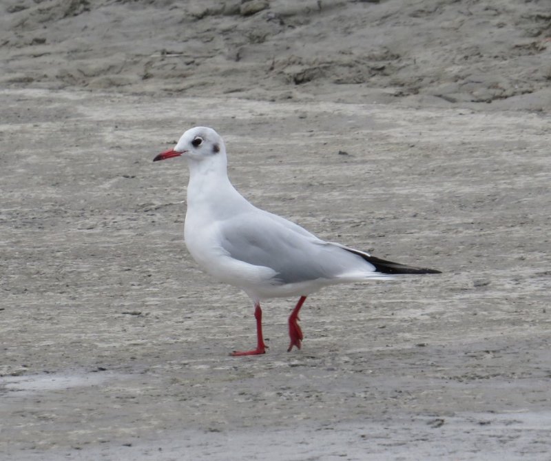 Black-headed Gull