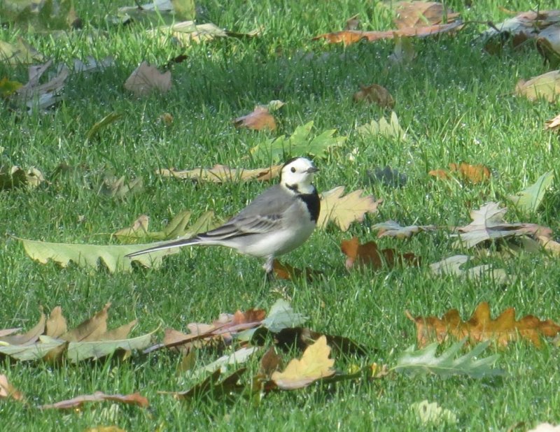 Grey Wagtail