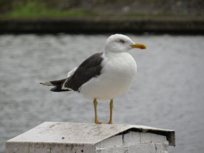 Lesser Black-backed Gull