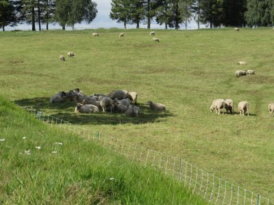 Sheep on battlefield