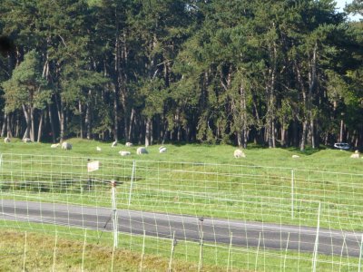 Sheep on battlefield