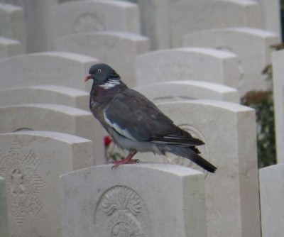 Wood Pigeon