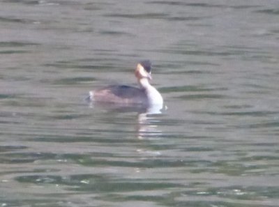 Great Crested Grebe