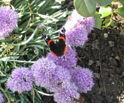 Red Admiral type