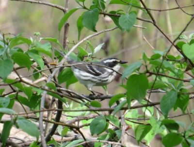 Blackthroated Gray Warbler