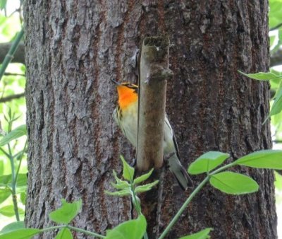 Blackburnian Warbler
