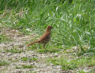 Brown Thrasher