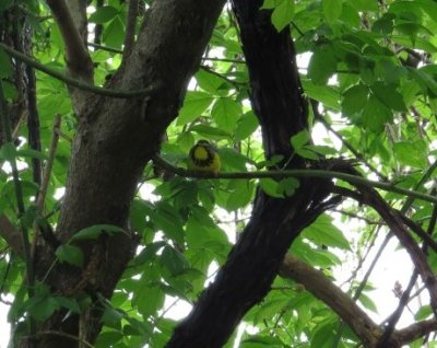 Canada Warbler