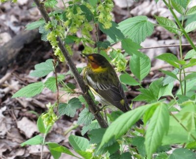 Cape May Warbler