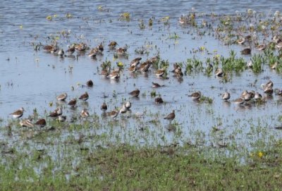 Dunlin