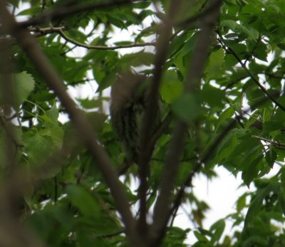 Eastern Screech Owl