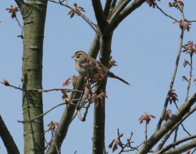 Lark Sparrow at Oak Openings