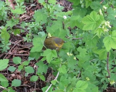 Nashville Warbler