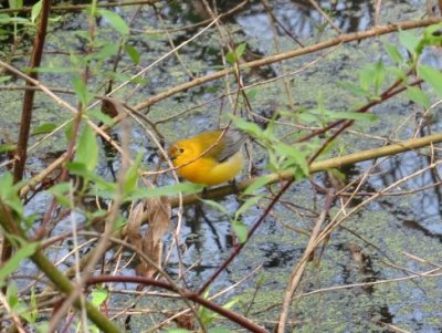 Prothonotary Warbler