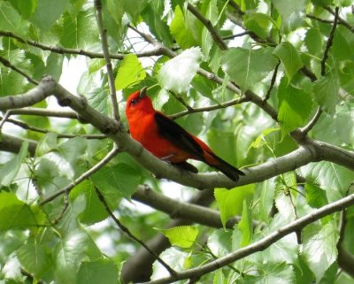 Scarlet Tanager