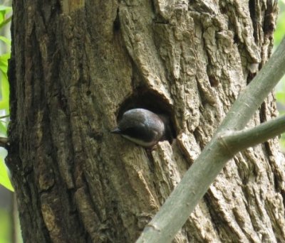 Tree Swallow