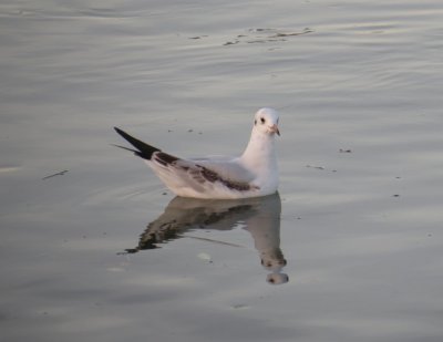 Mew Gull