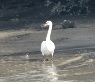 Mute Swan