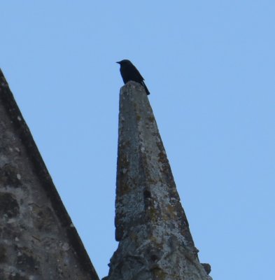 Jackdaw