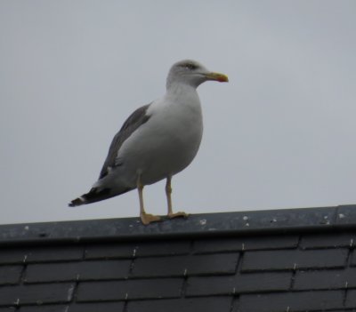 Black`backed_Gull