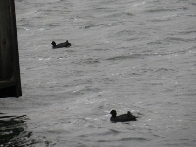 Eurasian Coots