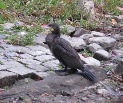 Great Cormorant