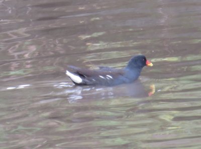 Common Moorhen