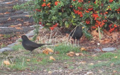 Eurasian Blackbirds