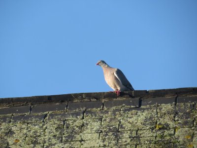 Eurasian Collared Dove