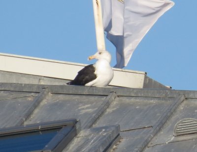 Great Black-backed Gull