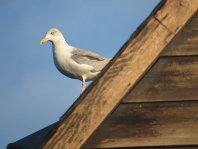 Herring Gull