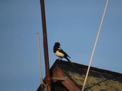 Magpie