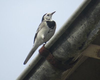 Grey Wagtail