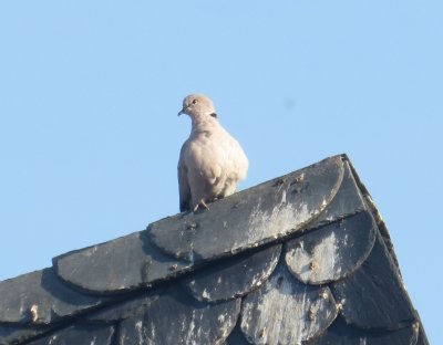 Eurasian Collared Dove