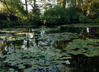 Waterlilies