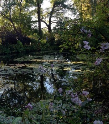 Waterlilies