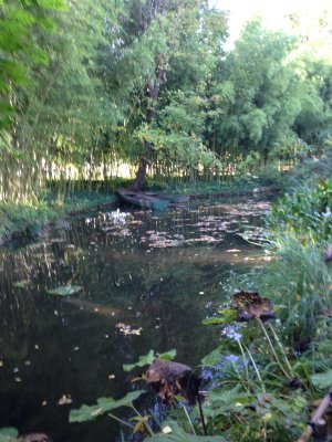 Waterlilies