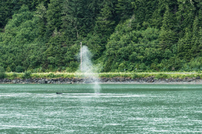 There we took a whale watching tour. Saw our first spout