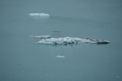 A bald eagle hunting the ice